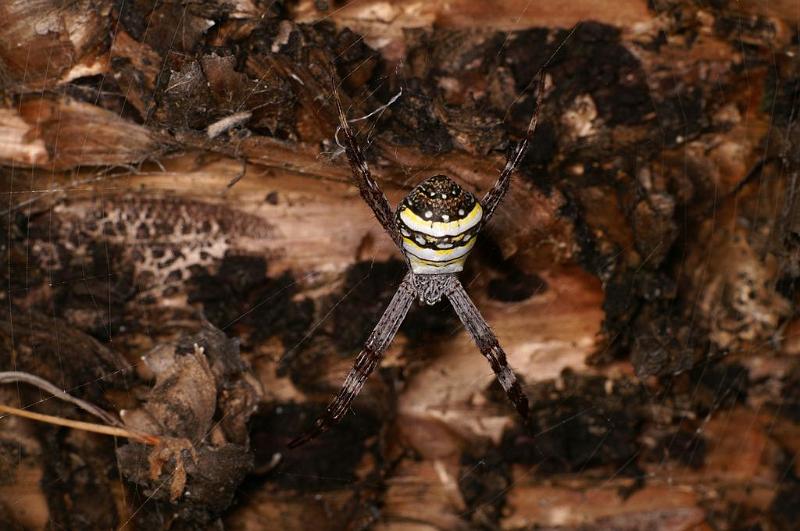 Argiope_keyserlingi_D7899_Z_88_North Stradbroke island_Australie.jpg